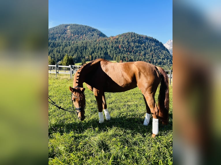 Hanoverian Mare 6 years 16 hh Chestnut-Red in Nesselwängle