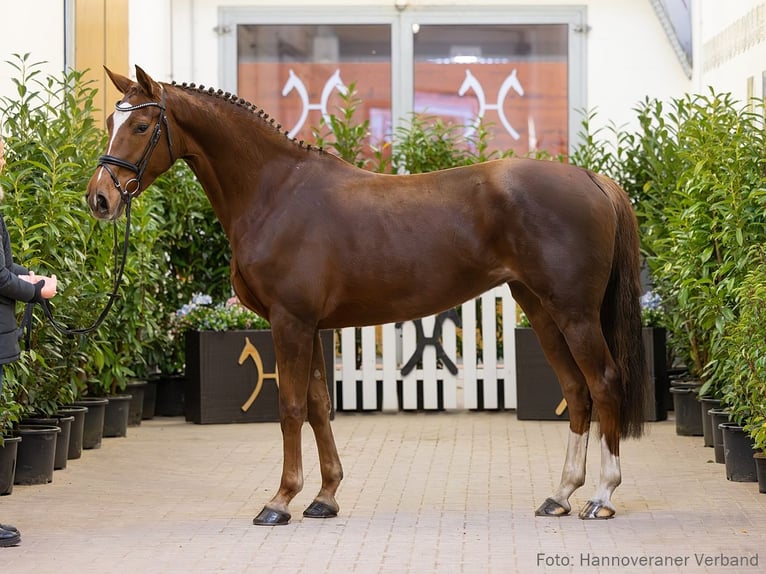 Hanoverian Mare 6 years 16 hh Chestnut-Red in Verden