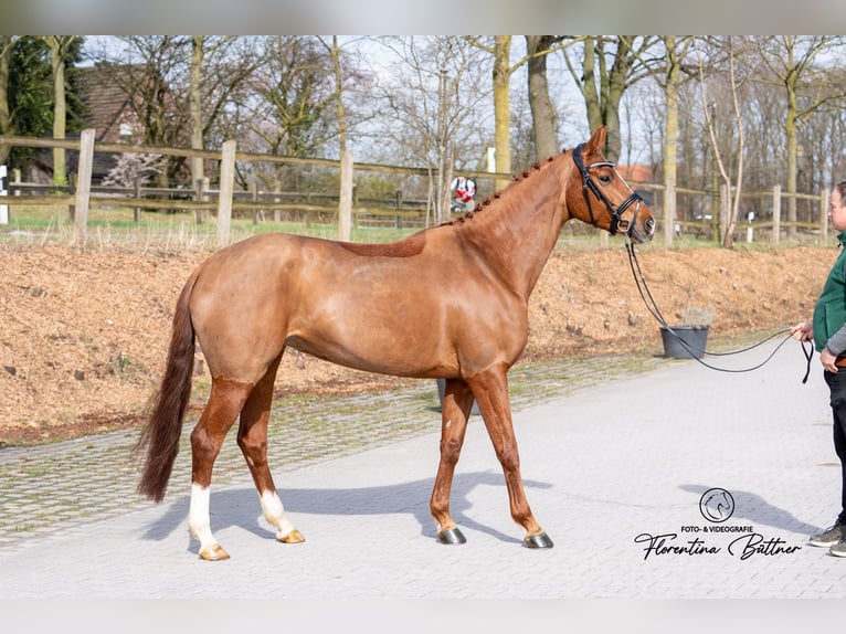 Hanoverian Mare 6 years 16 hh Chestnut-Red in Dorsten