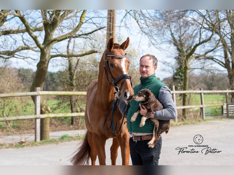 Hanoverian Mare 6 years 16 hh Chestnut-Red in Dorsten