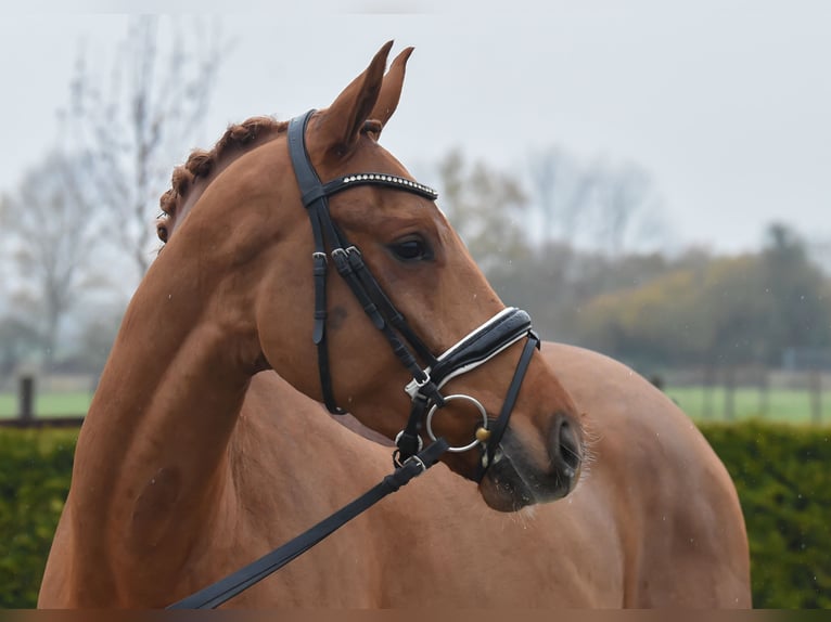 Hanoverian Mare 6 years 16 hh Chestnut-Red in Tiddische