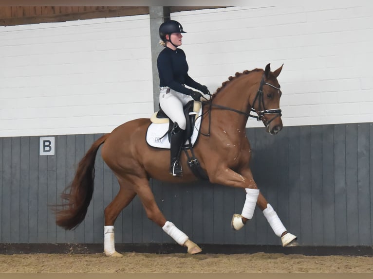 Hanoverian Mare 6 years 16 hh Chestnut-Red in Tiddische