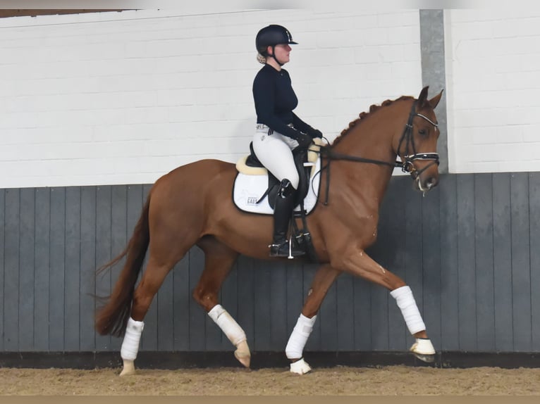 Hanoverian Mare 6 years 16 hh Chestnut-Red in Tiddische