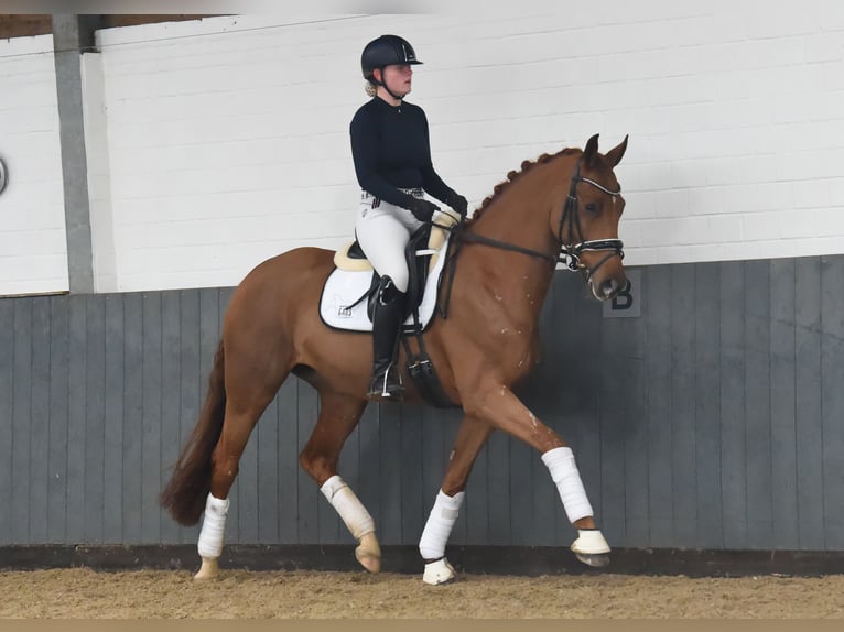 Hanoverian Mare 6 years 16 hh Chestnut-Red in Tiddische