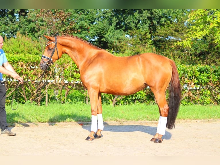 Hanoverian Mare 6 years 16 hh Chestnut-Red in Selsingen