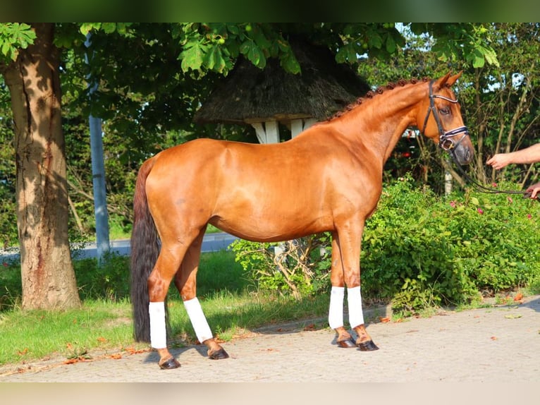 Hanoverian Mare 6 years 16 hh Chestnut-Red in Selsingen