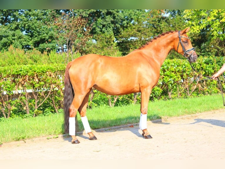 Hanoverian Mare 6 years 16 hh Chestnut-Red in Selsingen