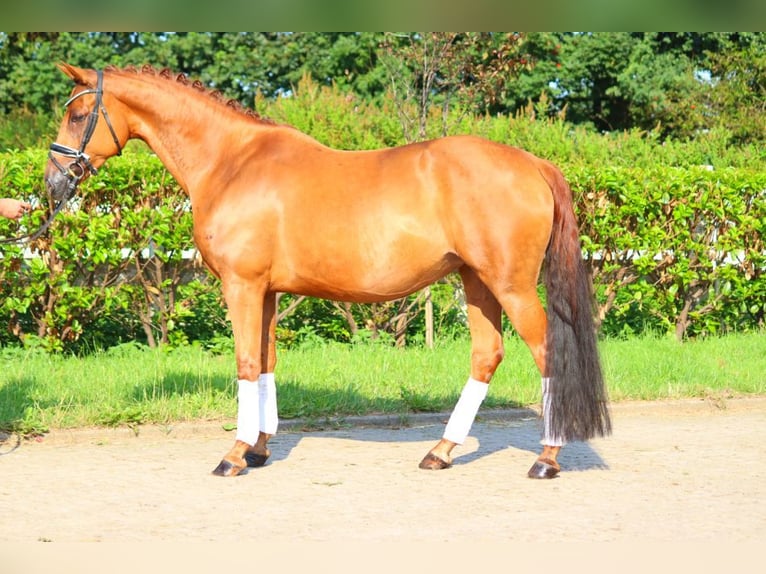 Hanoverian Mare 6 years 16 hh Chestnut-Red in Selsingen