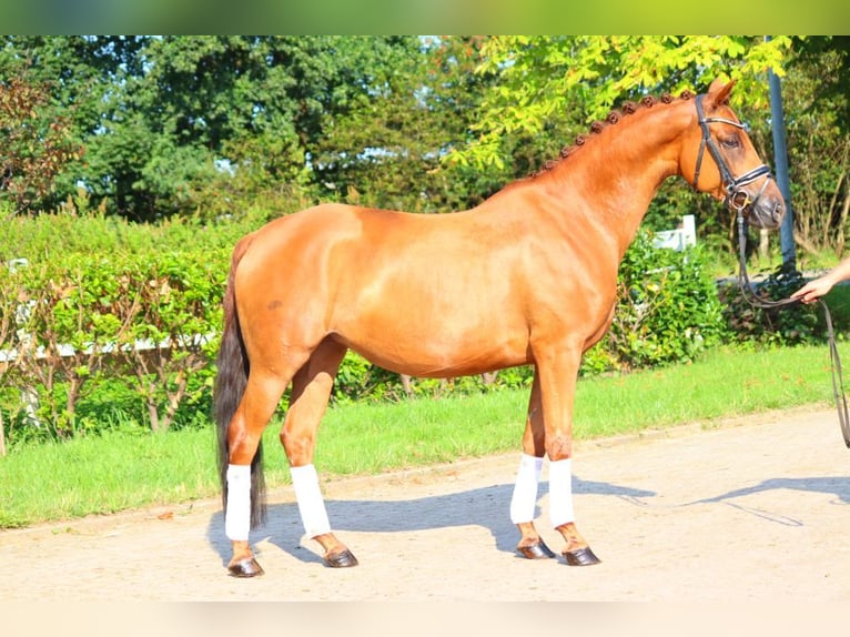 Hanoverian Mare 6 years 16 hh Chestnut-Red in Selsingen