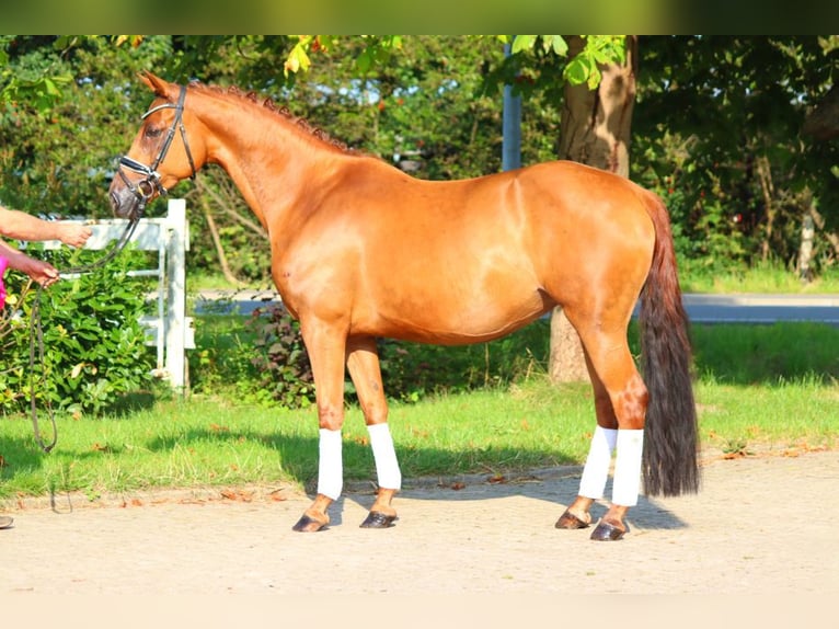 Hanoverian Mare 6 years 16 hh Chestnut-Red in Selsingen