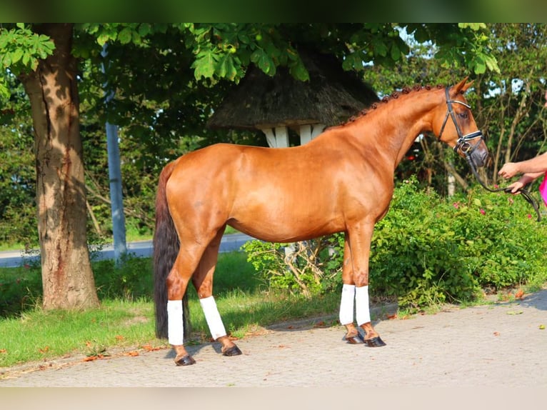 Hanoverian Mare 6 years 16 hh Chestnut-Red in Selsingen