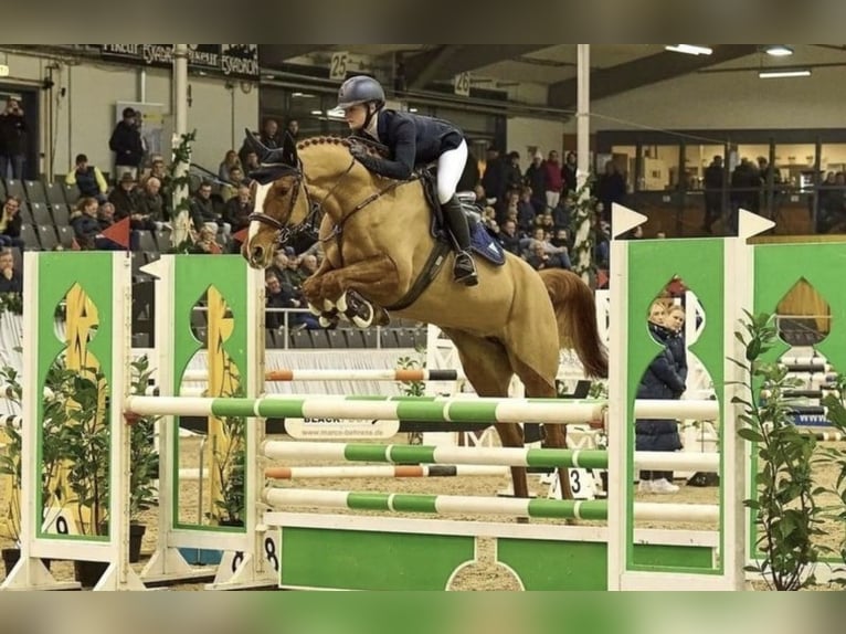 Hanoverian Mare 6 years 16 hh Chestnut-Red in K&#xF6;nigslutter am Elm