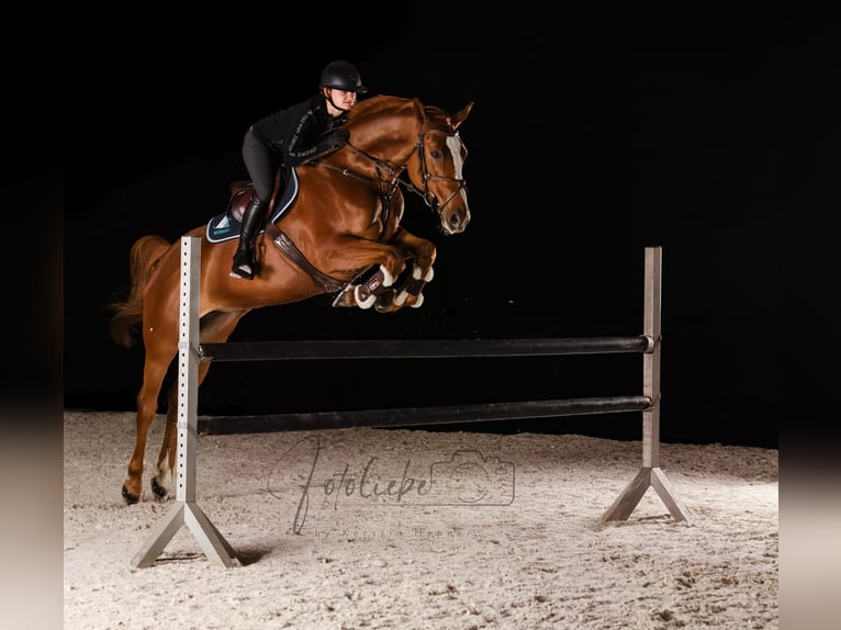 Hanoverian Mare 6 years 16 hh Chestnut-Red in K&#xF6;nigslutter am Elm