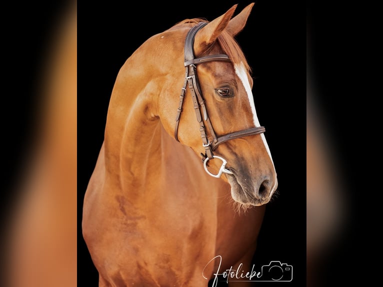 Hanoverian Mare 6 years 16 hh Chestnut-Red in K&#xF6;nigslutter am Elm