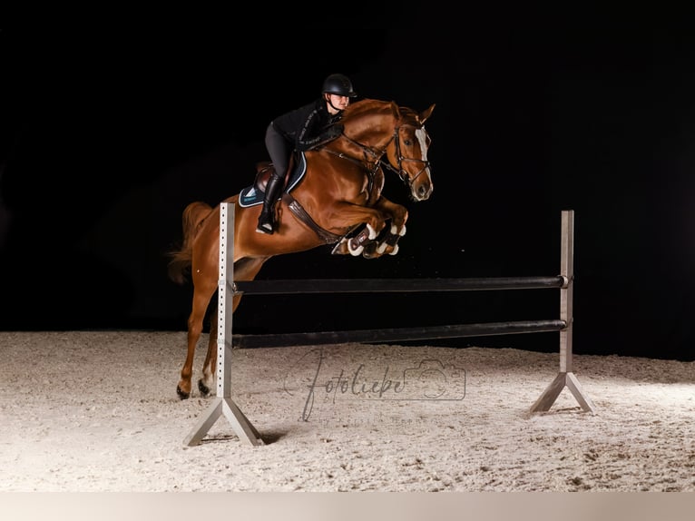 Hanoverian Mare 6 years 16 hh Chestnut-Red in Königslutter am Elm