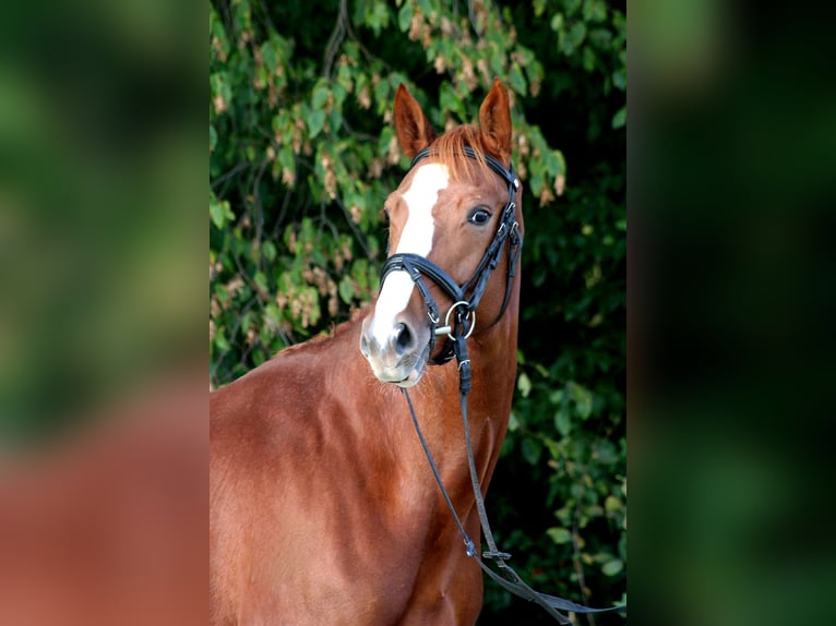 Hanoverian Mare 6 years 16 hh Chestnut-Red in Petershagen