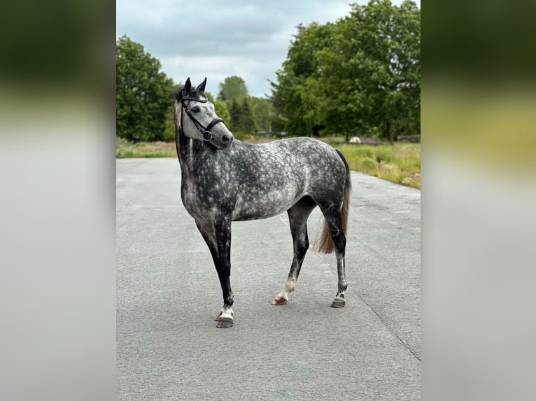 Hanoverian Mare 6 years 16 hh Gray-Dapple in Gro&#xDF;heide Arle