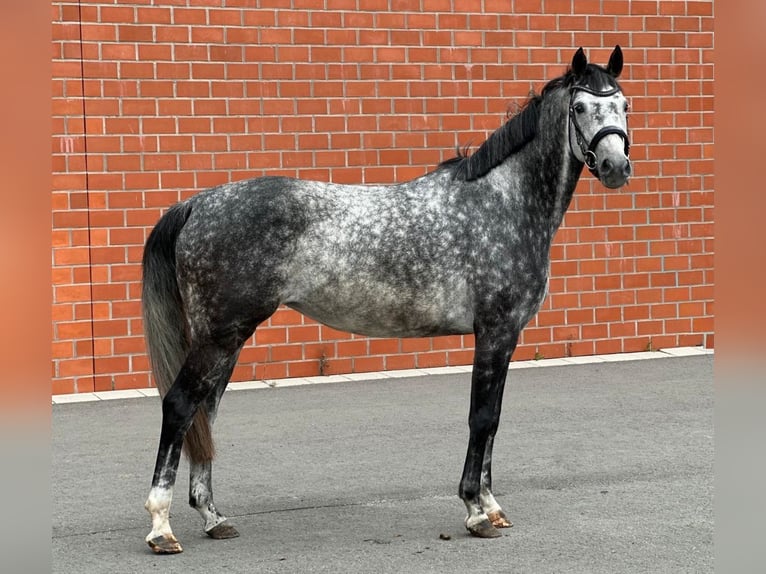 Hanoverian Mare 6 years 16 hh Gray-Dapple in Gro&#xDF;heide Arle