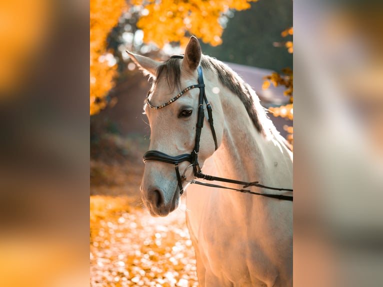 Hanoverian Mare 6 years 16 hh Gray-Dapple in Lamstedt