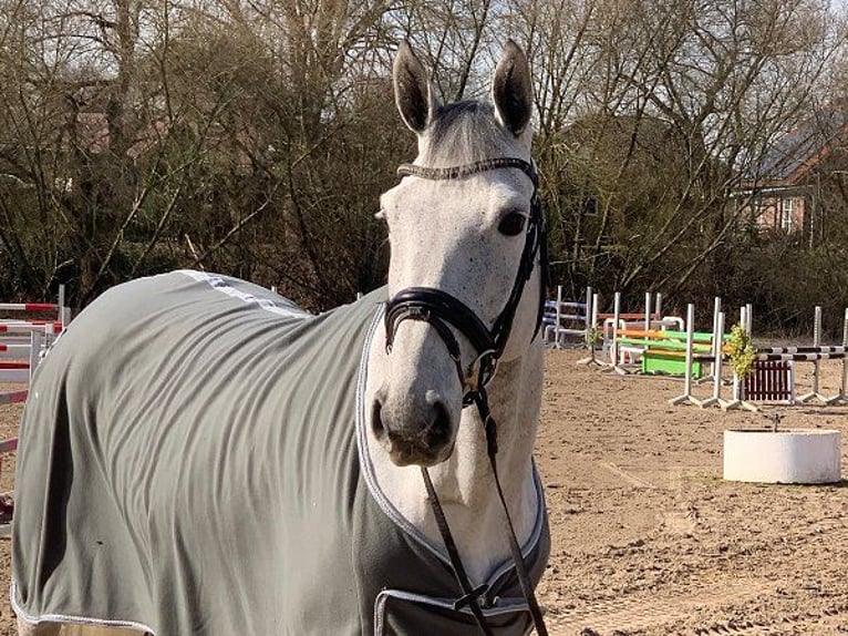 Hanoverian Mare 6 years 16 hh Gray in Verden (Aller)