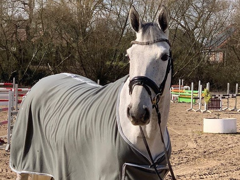 Hanoverian Mare 6 years 16 hh Gray in Verden (Aller)