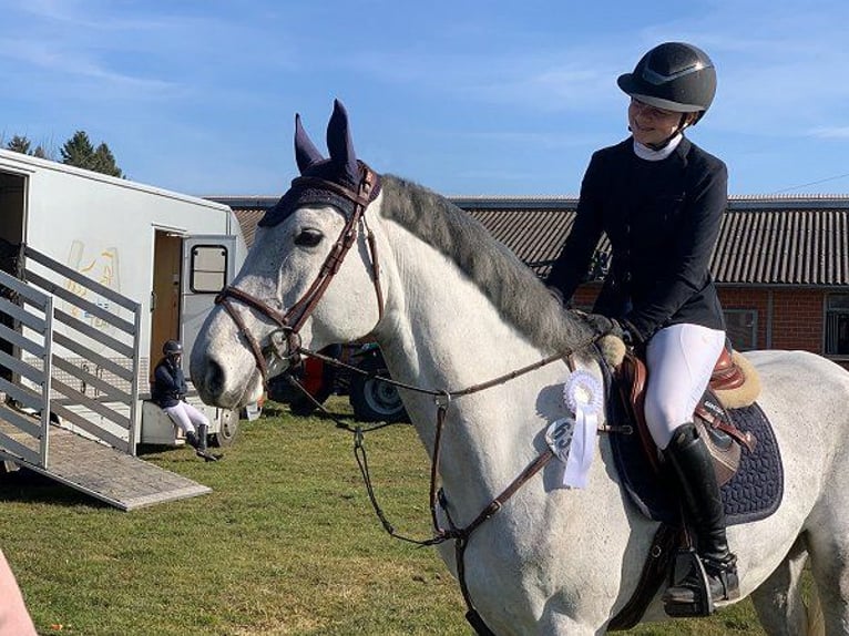 Hanoverian Mare 6 years 16 hh Gray in Verden (Aller)