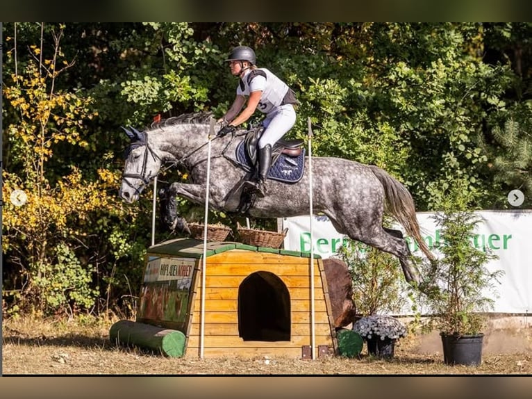 Hanoverian Mare 6 years 16 hh Grey in Egestorf
