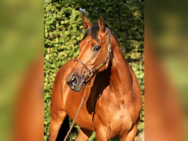 Hanoverian Mare 6 years 16 hh in T&#xF6;nisvorst