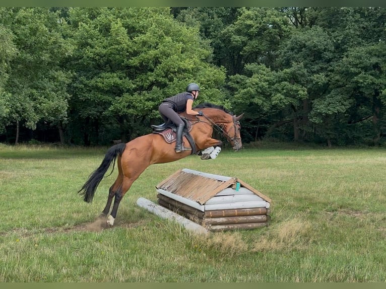 Hanoverian Mare 6 years 16 hh in T&#xF6;nisvorst