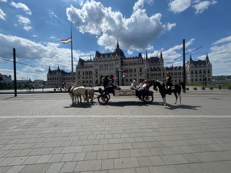 Hanoverian Mix Mare 6 years 16 hh Pinto in Kiskőrös