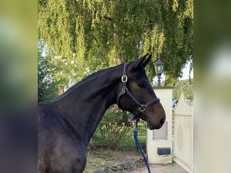 Hanoverian Mare 6 years 16 hh Smoky-Black in Weilburg