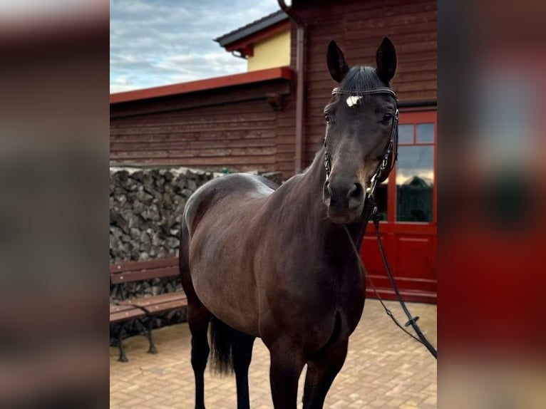 Hanoverian Mare 6 years 16 hh Smoky-Black in Eberswalde
