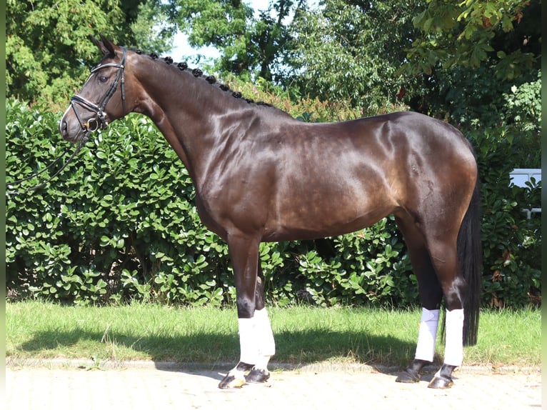 Hanoverian Mare 6 years 16,1 hh Bay-Dark in Selsingen