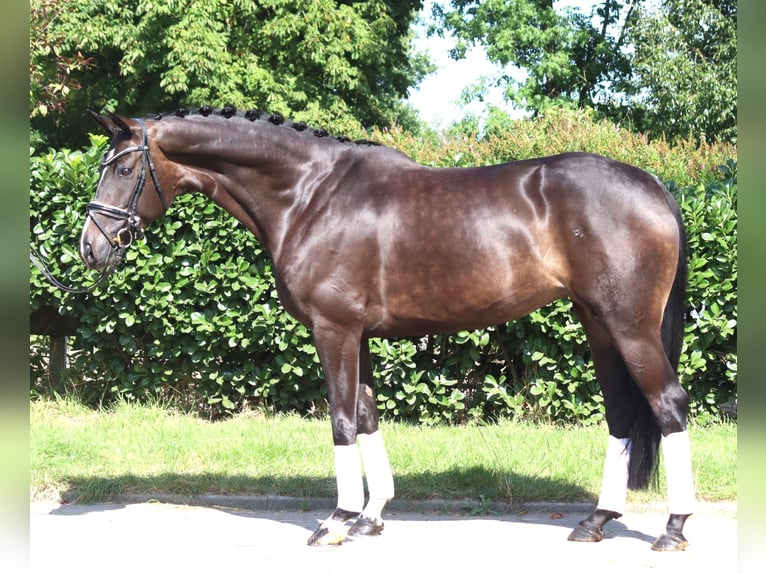 Hanoverian Mare 6 years 16,1 hh Bay-Dark in Selsingen