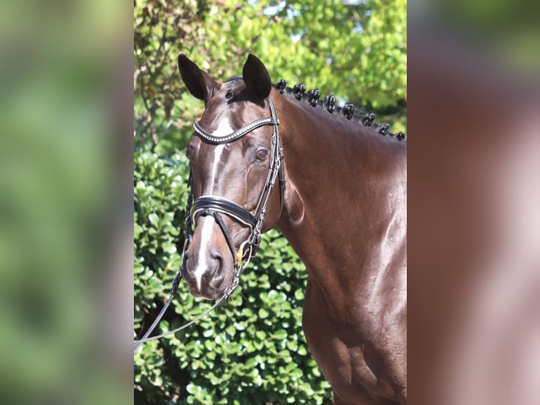 Hanoverian Mare 6 years 16,1 hh Bay-Dark in Selsingen
