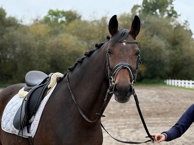 Hanoverian Mare 6 years 16,1 hh Bay-Dark in Verden (Aller)