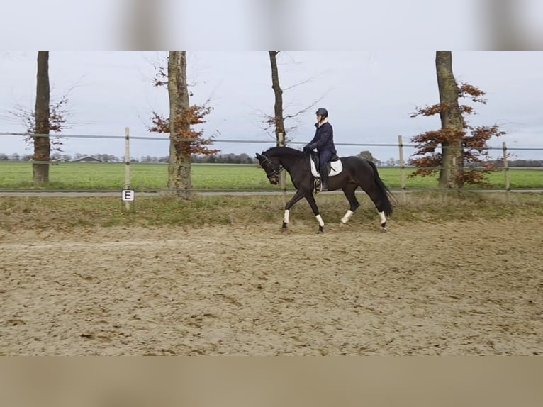 Hanoverian Mare 6 years 16,1 hh Bay-Dark in Koningsbosch