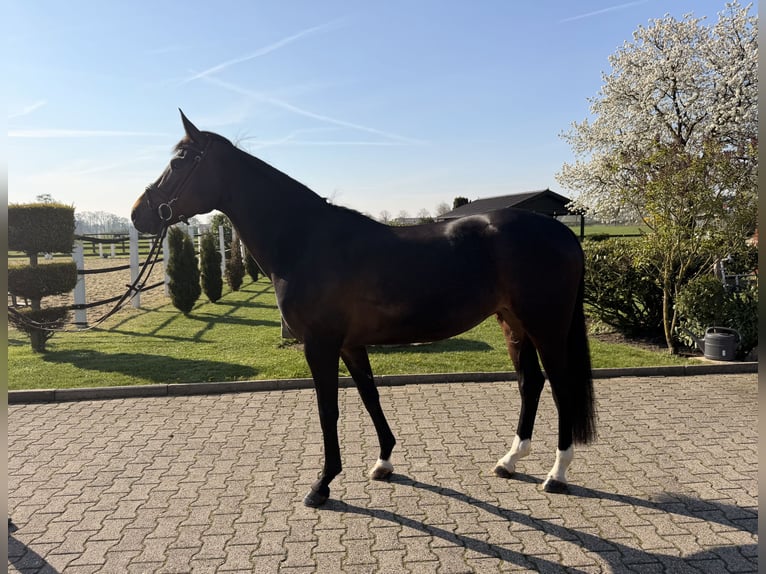 Hanoverian Mare 6 years 16,1 hh Bay-Dark in Nordwalde