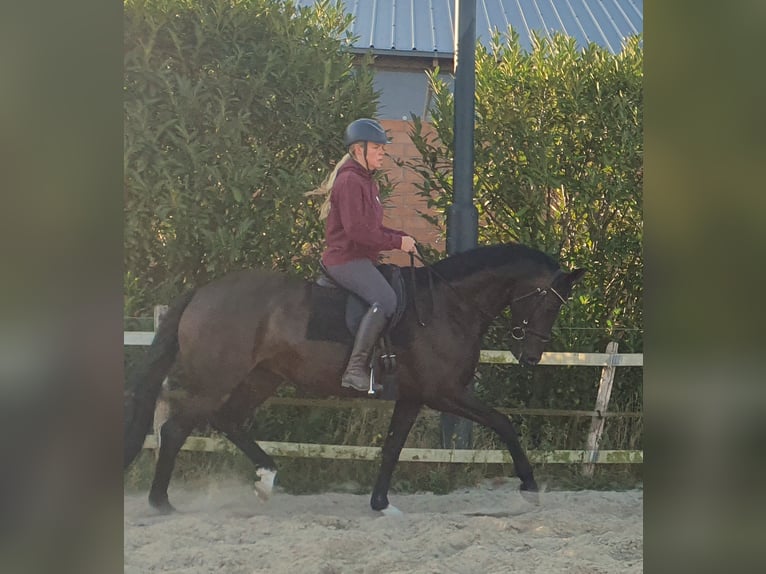Hanoverian Mare 6 years 16,1 hh Bay-Dark in Weelde