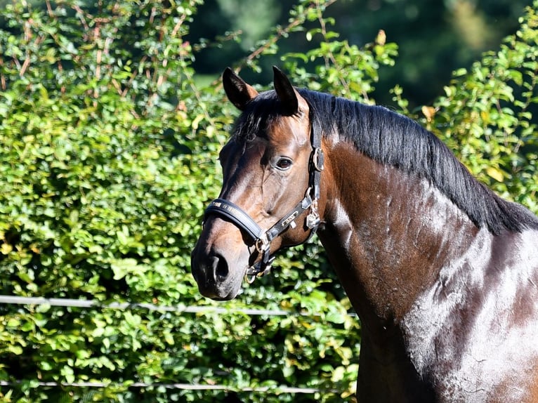 Hanoverian Mare 6 years 16,1 hh Bay-Dark in Farven