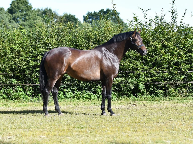 Hanoverian Mare 6 years 16,1 hh Bay-Dark in Farven