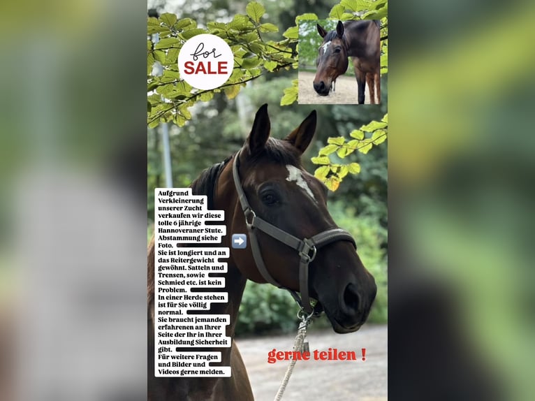 Hanoverian Mare 6 years 16,1 hh Bay-Dark in Zernien