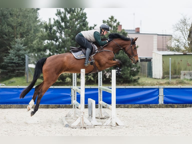 Hanoverian Mare 6 years 16,1 hh Bay in Duszniki