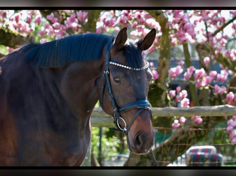 Hanoverian Mare 6 years 16,1 hh Black in Bonn