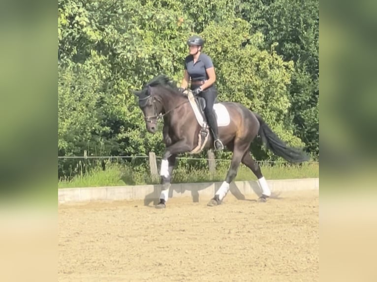 Hanoverian Mare 6 years 16,1 hh Black in Bonn