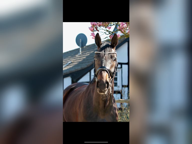 Hanoverian Mare 6 years 16,1 hh Black in Bonn