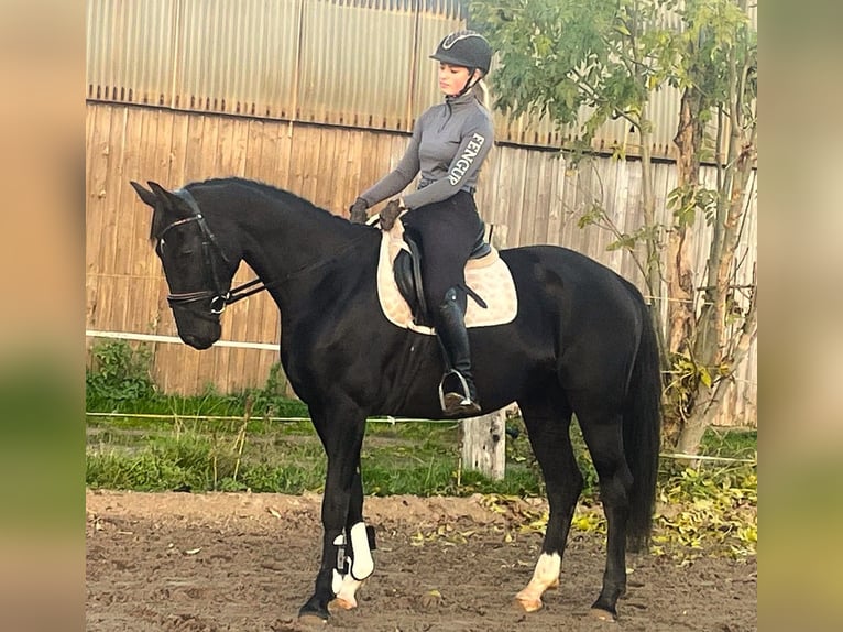 Hanoverian Mare 6 years 16,1 hh Black in Bleckede