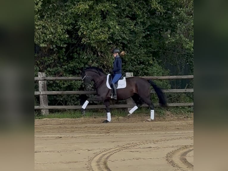 Hanoverian Mare 6 years 16,1 hh Black in Marxen
