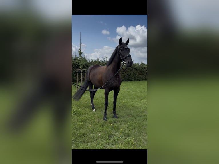 Hanoverian Mare 6 years 16,1 hh Black in Marxen