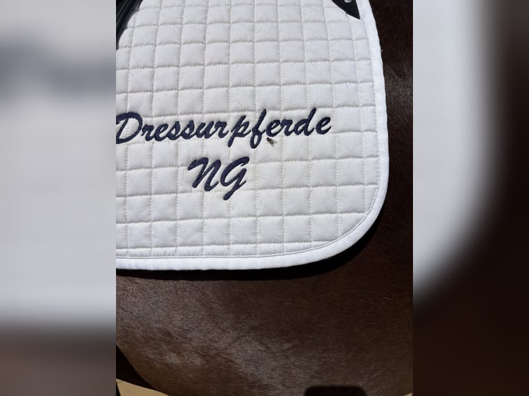 Hanoverian Mare 6 years 16,1 hh Black in Marxen